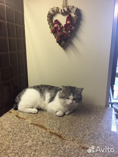 Кот