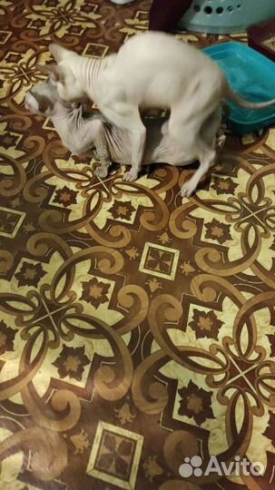 Вязка донской сфинкс