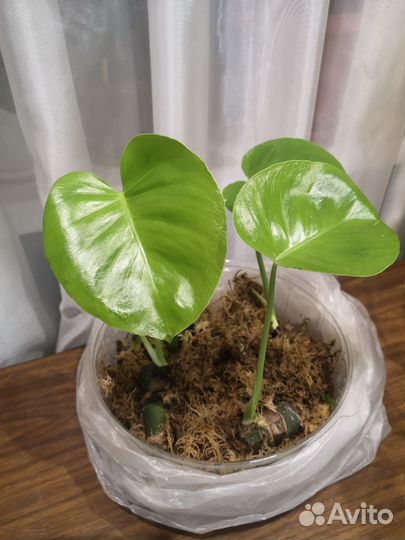 Монстера, диффенбахия