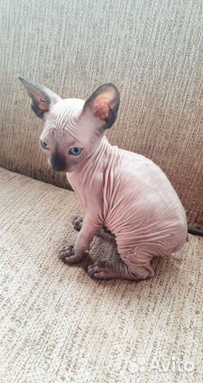 Канадский сфинкс