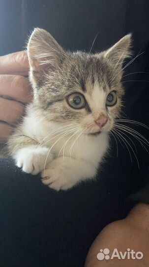 Котик в добрые руки