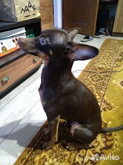 Вязка той-терьер