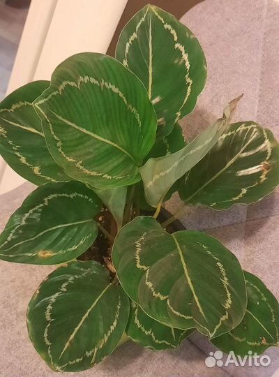 Калатея Грин эппл