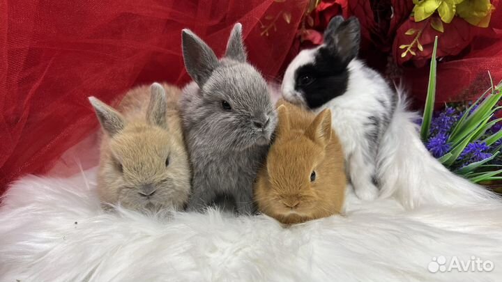 Царские кролики карликовые