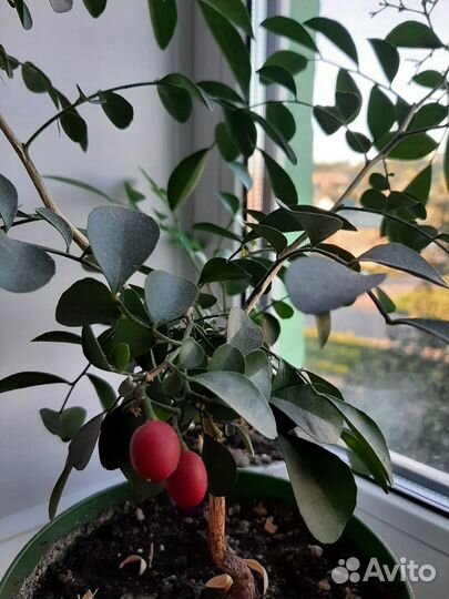 Мурайя отводки 150