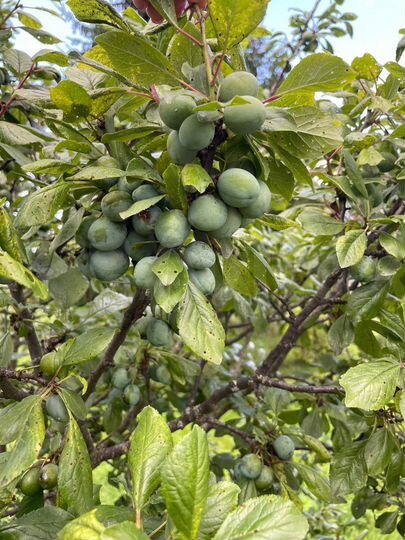 Дача 62 м² на участке 15 сот.