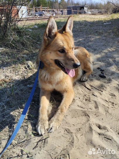 Собачка Девочка