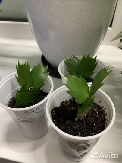 Цветы (декабрист желтый )