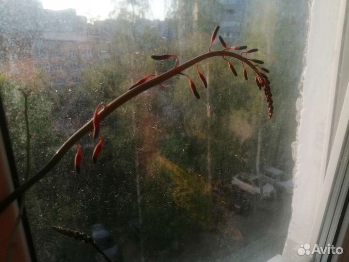 Комнатный цветок, суккулент