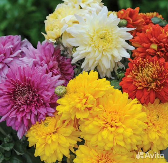 Хризантема