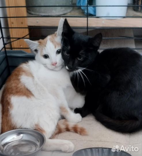 Котята мальчики в добрые руки