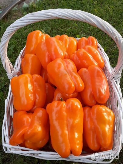 Семена сладкого перца