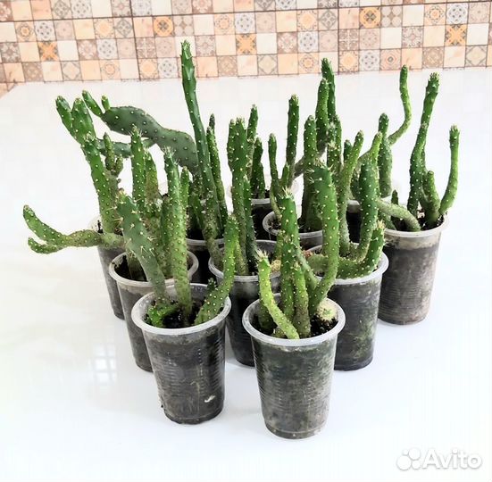 Кактус опунция. Комнатные растения