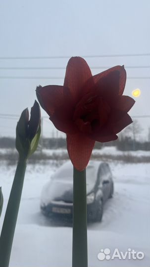 Гипераструм махровый сортовой