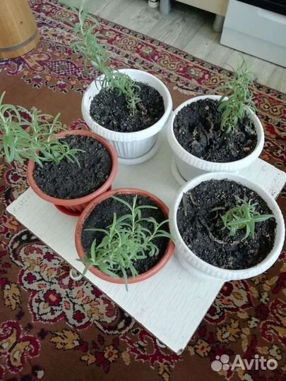 Розмарин в горшке