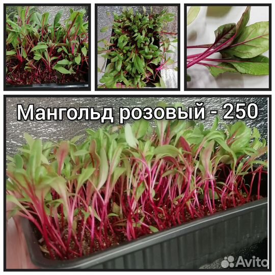 Микрозелень