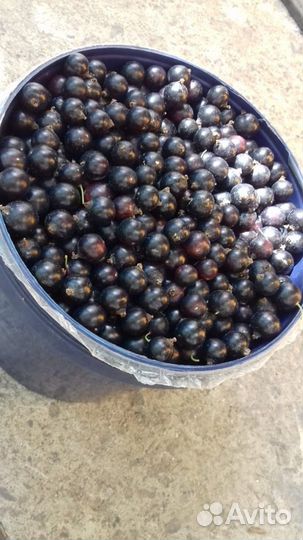 Черная смородина. Саженцы