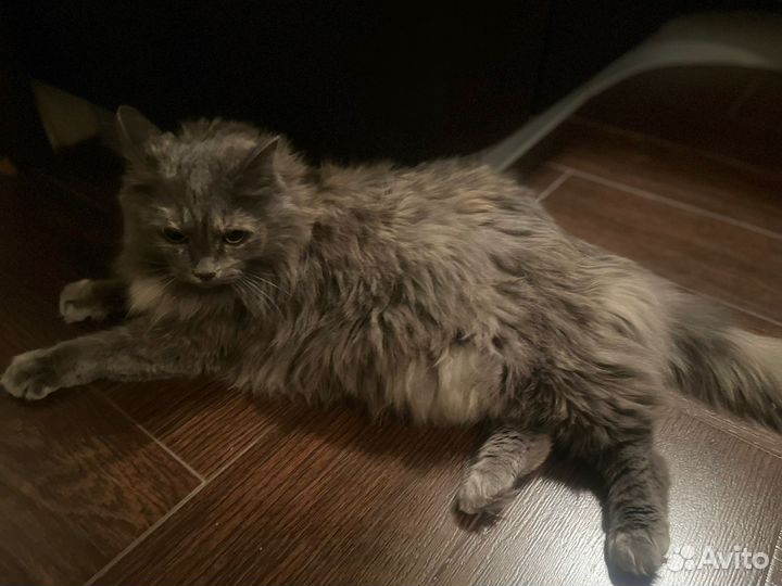 Кошка Сьюзи- очаровательная, ласковая девочка:)