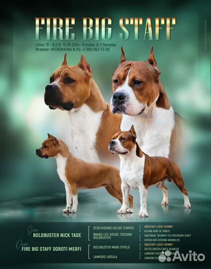 Мощные щеночки