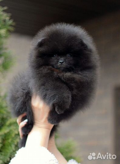 Померанский шпиц малыши