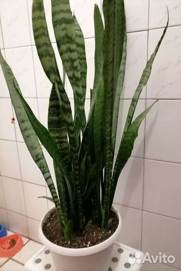 Сансевиерия