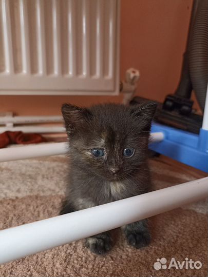 Котята в добрые руки, приучены к лотку