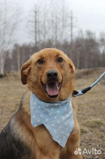 Собака в добрые руки