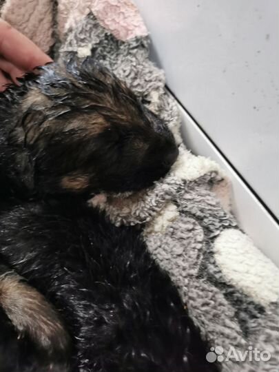 Немецкая овчарка