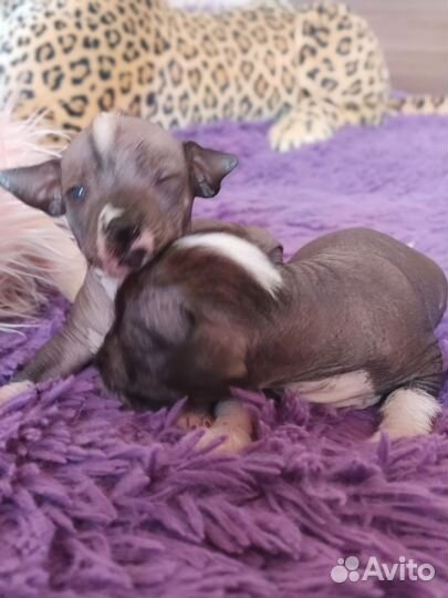 Китайская хохлатая голая