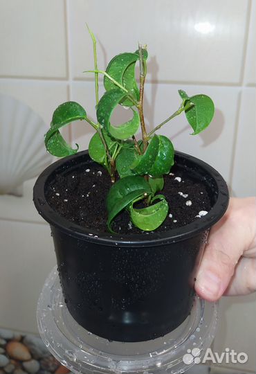 Фикус бенджамина Барок кудрявый