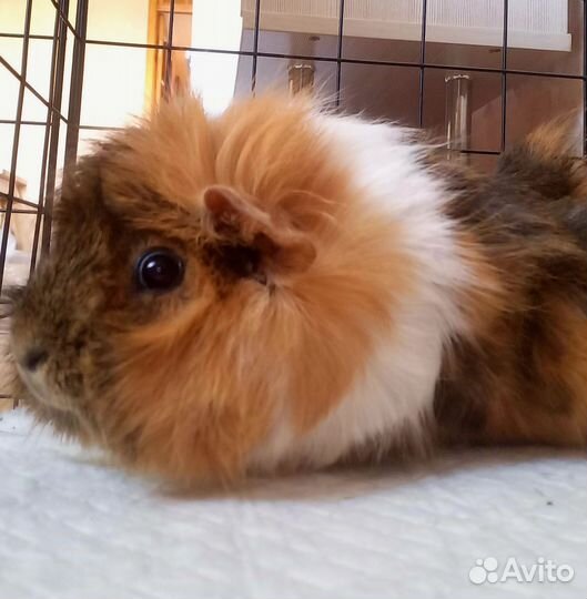 Морская свинка