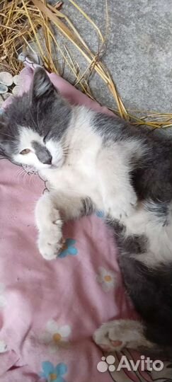 Котик бесплатно