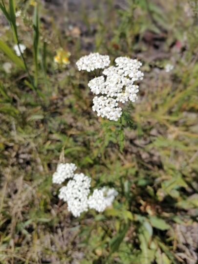 Участок 10 сот. (СНТ, ДНП)