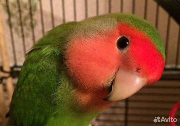 Неразлучники пара