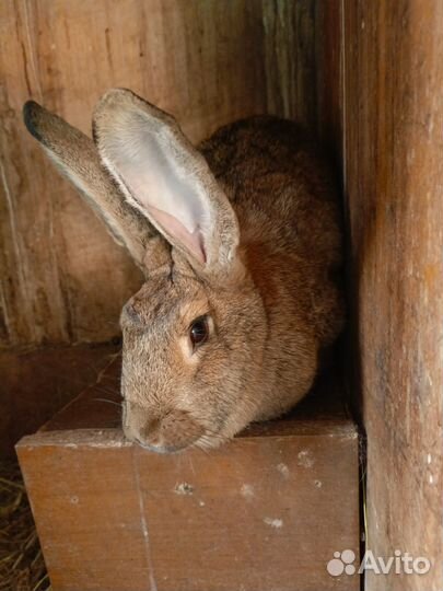 Самки кролихи