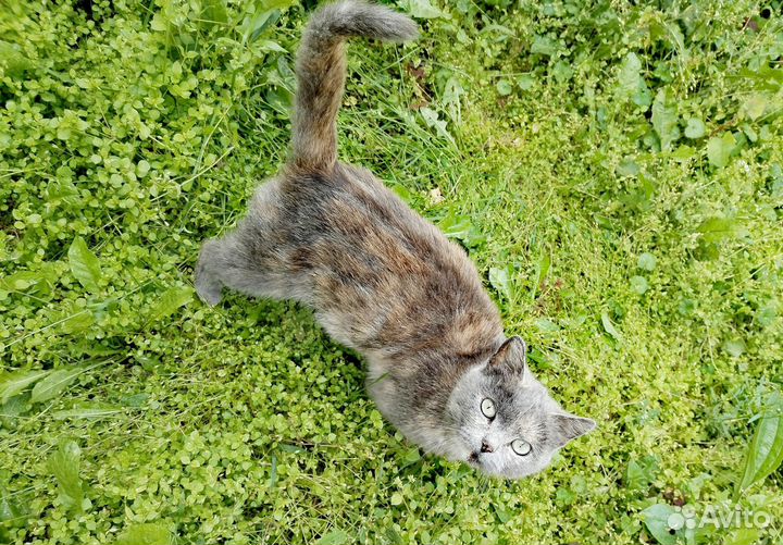 Кошечки ищут дом