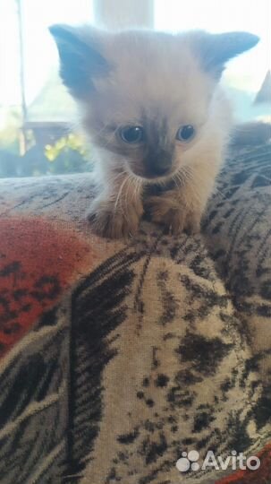 Сиамские котятки