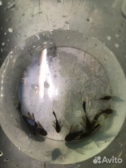 Анциструс вуалевый