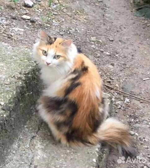 Кошка в добрые руки