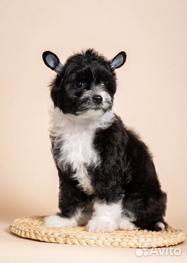 Щенки китайской хохлатой собаки