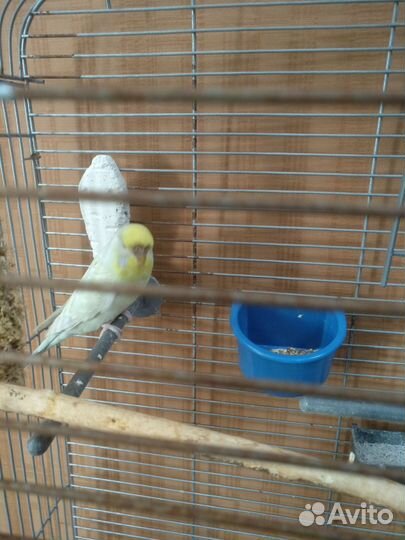 Птицы попугаи