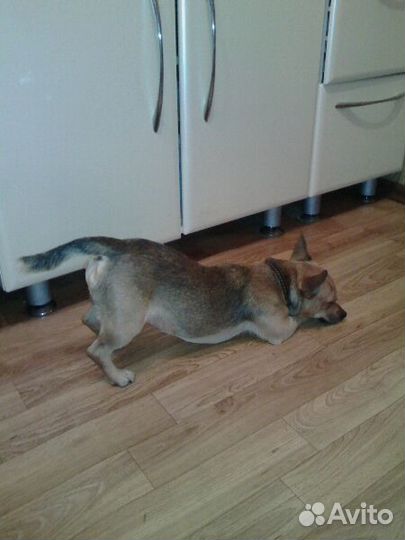 Передержка, транспортировка