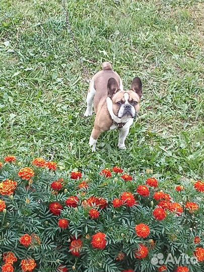 Французский бульдог кобель вязка