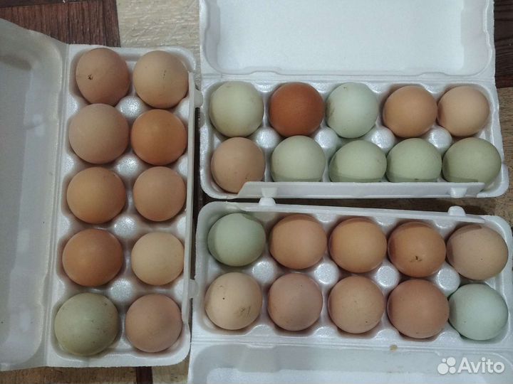 Яйца на инкубацию