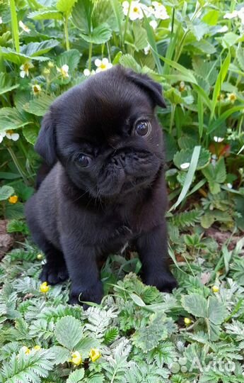 Щенки мопса