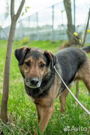 Умка ищет дом (собака из приюта)