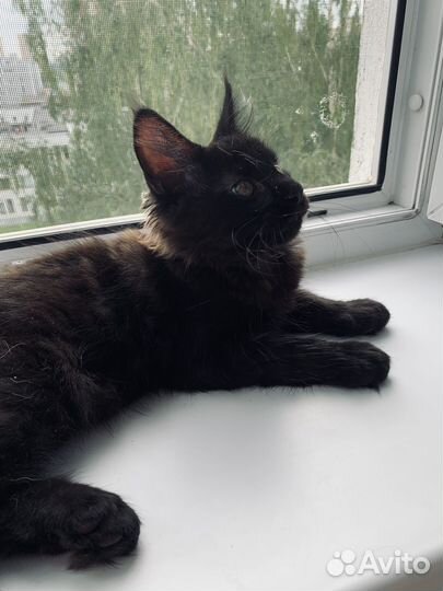 Котенок Мейн-кун девочка