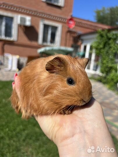 Малышки шелти