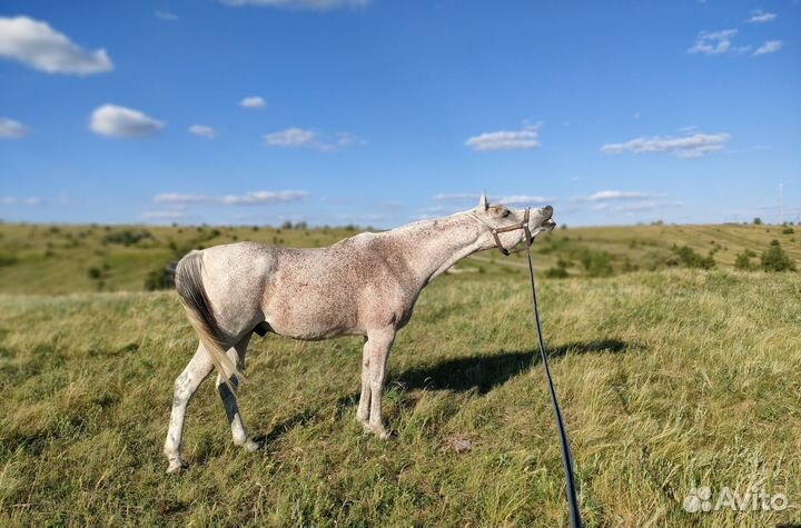 Лошадь на продажу