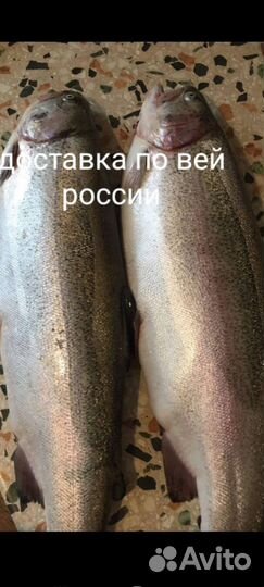 Рыба Форель непотрошеная отправка по россии